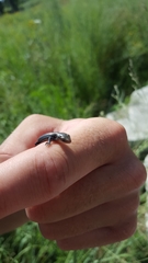 Plestiodon septentrionalis