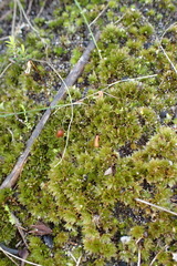 Ptychostomum donianum