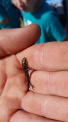 Plestiodon septentrionalis