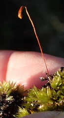Ptychostomum donianum
