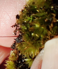 Ptychostomum donianum