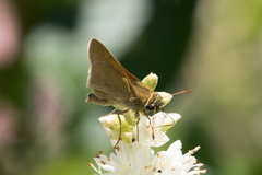 Polites themistocles