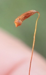 Ptychostomum donianum