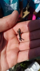 Plestiodon septentrionalis