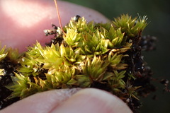 Ptychostomum donianum