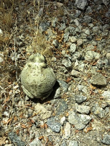 iNaturalist observation photo of Red-spotted Toad