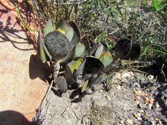 Adromischus sphenophyllus