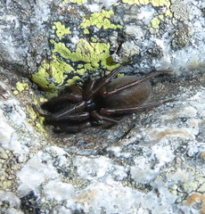 Coelotinae