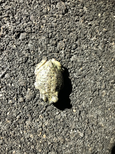 iNaturalist observation photo of Red-spotted Toad