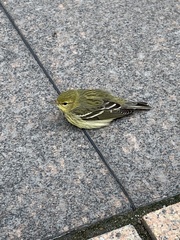Setophaga striata