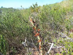 Adromischus sphenophyllus