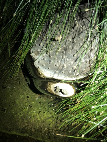 iNaturalist observation photo of Red-spotted Toad