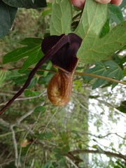 Aristolochia trilobata