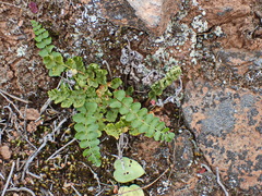 Asplenium cordatum