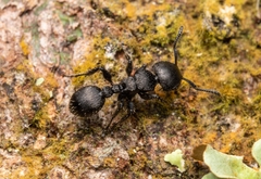 Procryptocerus