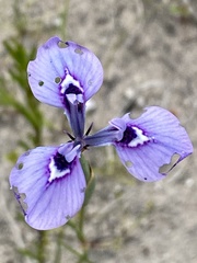 Moraea tripetala