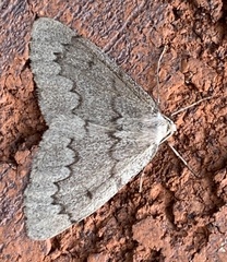 Nepytia pellucidaria