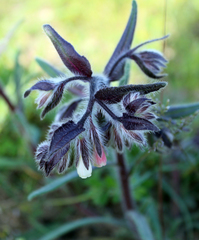 Onosma polychroma