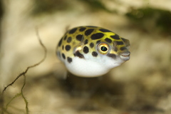 Green-Spotted Puffer photo 3