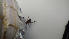 Leptoglossus occidentalis