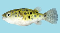 Green-Spotted Puffer photo 2