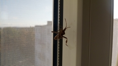 Leptoglossus occidentalis