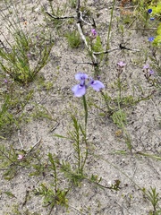 Moraea tripetala