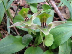 Chiloglottis jeanesii