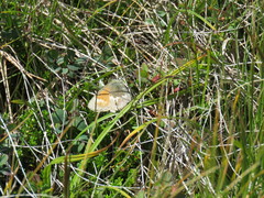 Coenonympha tullia
