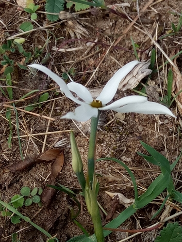 Narcissus obsoletus image