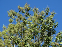 Abutilon densiflorum