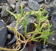 Spergularia canadensis