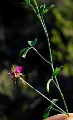 Indigofera hantamensis