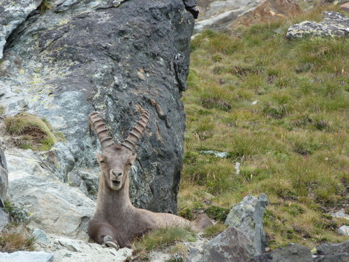 Capra ibex