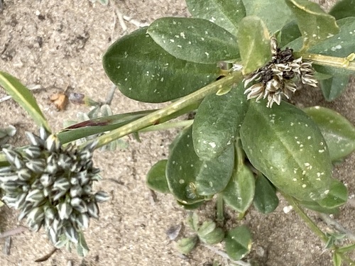 Limeum telephioides (Limeum telephioides)