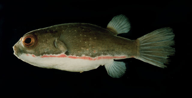 Red-Striped Toadfish