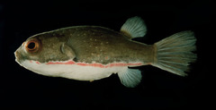 Red-Striped Toadfish photo 1