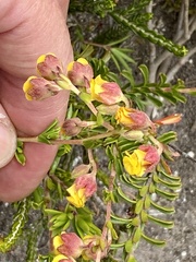 Hermannia concinnifolia