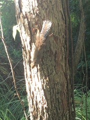 Sciurus carolinensis