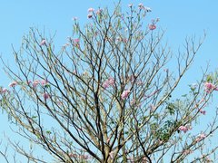 Tabebuia rosea