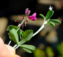 Indigofera hantamensis