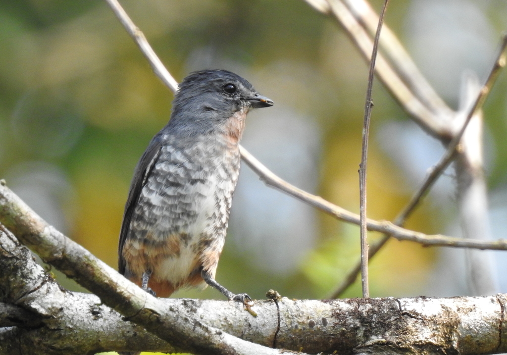Buff-Throated Purpletuft