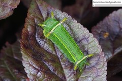 Narosoideus flavidorsalis