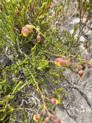 Hermannia concinnifolia