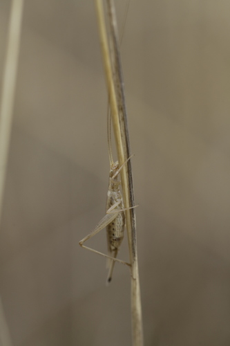 Italian Tree Cricket, photo 4 of 10