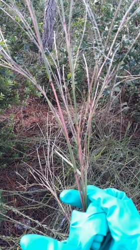 Schizachyrium stoloniferum image