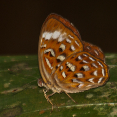 Taxila haquinus berthae