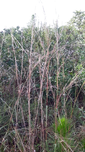 Schizachyrium stoloniferum image