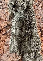 Lithophane tepida