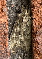 Lithophane disposita